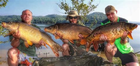 carp fish|Protect Dale Hollow Reservoir! .